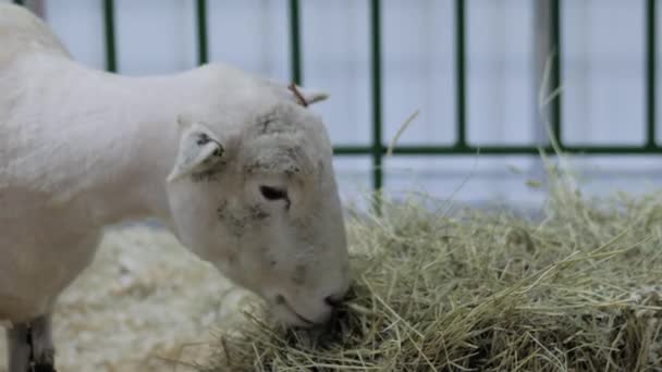 Retrato de oveja comiendo heno en exposición animal, feria: close up — Vídeos de Stock