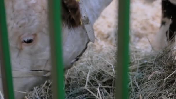 Portrait of brown and white cow eating hay at farming exhibition: close up — Stock Video