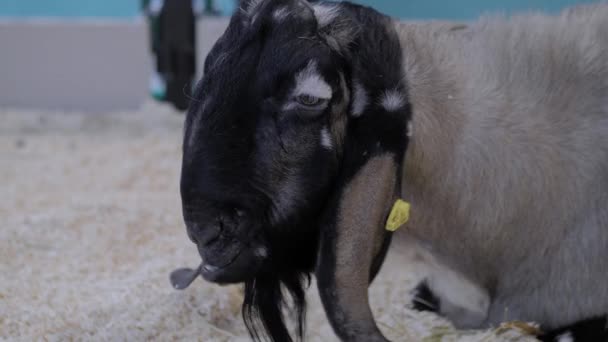 Ritratto di capra alla mostra di animali agricoli, fiera - primo piano — Video Stock