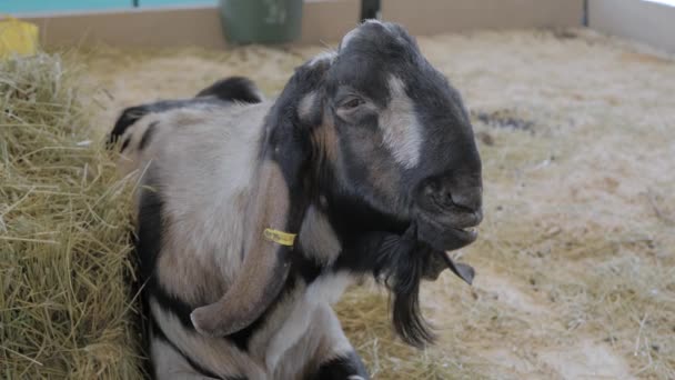 Retrato de cabra en la exposición de animales agrícolas, feria comercial — Vídeo de stock