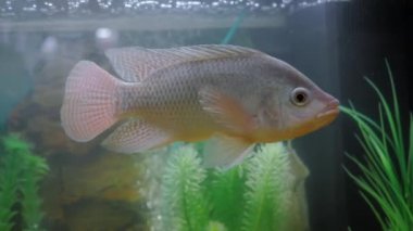 Akvaryumda yüzen gri cichlid balığı: yakın çekim