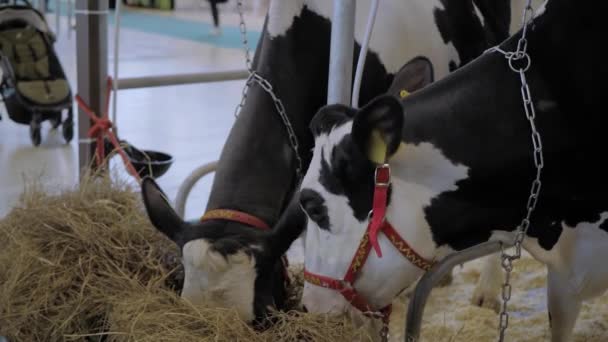 Портрет двух гольштинских коров, поедающих сено на выставке животноводства — стоковое видео