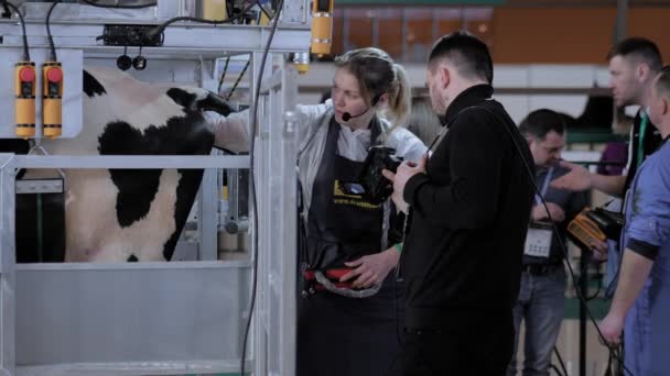 Veterinaria mujer que utiliza el dispositivo de ultrasonido para la prueba de embarazo rectal de vaca — Vídeo de stock