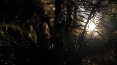 Güneş mercekleri parlıyor - kozalaklı ağaçların dallarında parlayan parlak güneş