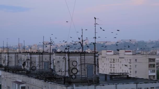 Movimiento lento: bandada de estorninos volando sobre el techo del edificio — Vídeos de Stock