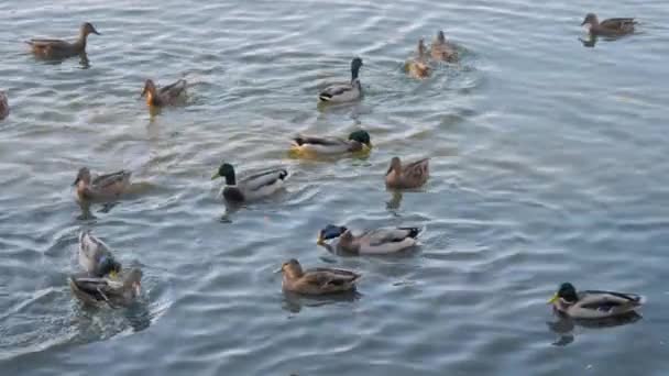 池で泳いでパンを食べる空腹のマガモがたくさんいます。 — ストック動画