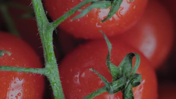 Top view: red cherry tomatoes on branch on rotating surface: close up, macro — Stock Video