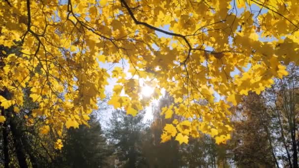 Heldere zon schijnt door de herfst gele esdoorn bladeren - zonnevlam — Stockvideo