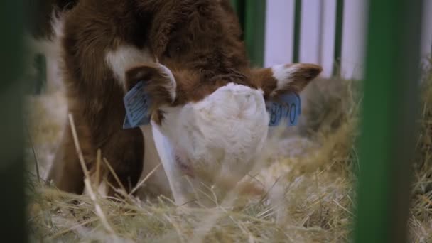 Portret uroczego brązowo-białego siana jedzącego na wystawie zwierząt rolnych — Wideo stockowe