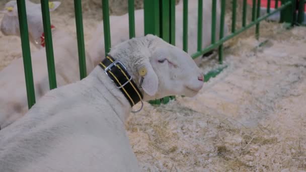 Portret białej owcy jedzącej siano na wystawie zwierząt, wystawa handlowa — Wideo stockowe