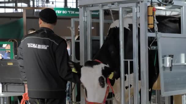Gårdsarbetare försöker lugna ner rädd svart och vit Holstein ko — Stockvideo