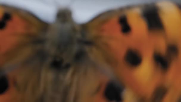 Μικρές πεταλούδες tortoiseshell κινείται φτερά στα παράθυρα περβάζι - κοντά — Αρχείο Βίντεο