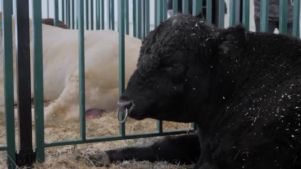 Velký černý Angus býk odpočívající na výstavě zemědělských zvířat — Stock video