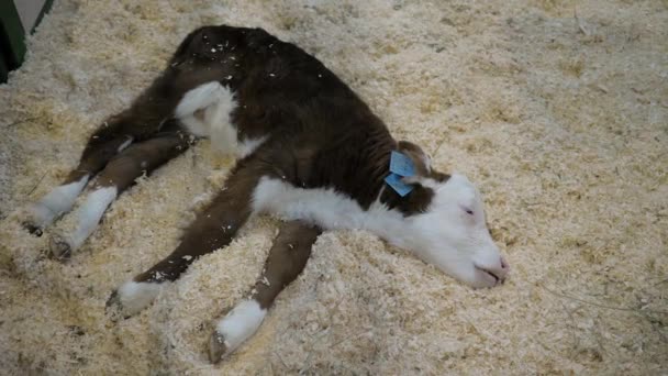 Retrato de bezerro bonito dormindo marrom e branco descansando e deitado no chão — Vídeo de Stock