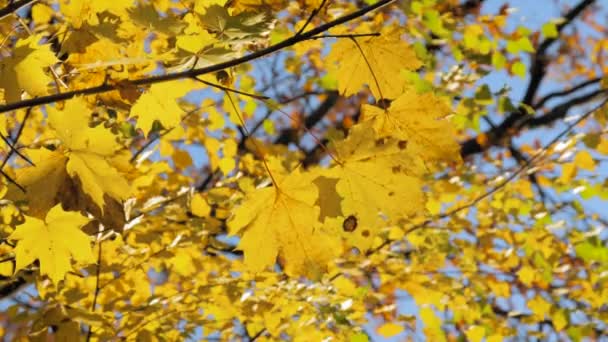Herfst boom takken met gele bladeren zwaaien in de wind tegen de blauwe lucht in het park — Stockvideo