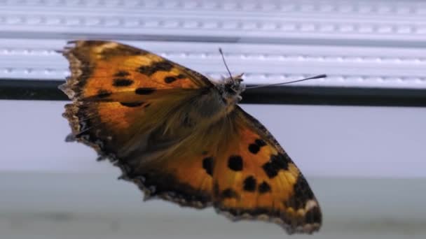 Pequenas asas borboleta tartaruga em movimento no peitoril janelas - close-up — Vídeo de Stock