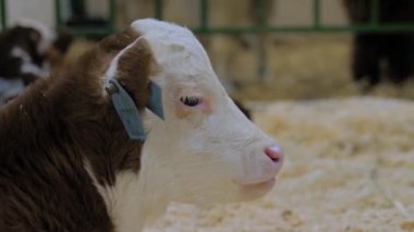 Güzel kahverengi ve beyaz buzağı portresi dinleniyor ve etrafa bakınıyor. Yakından.