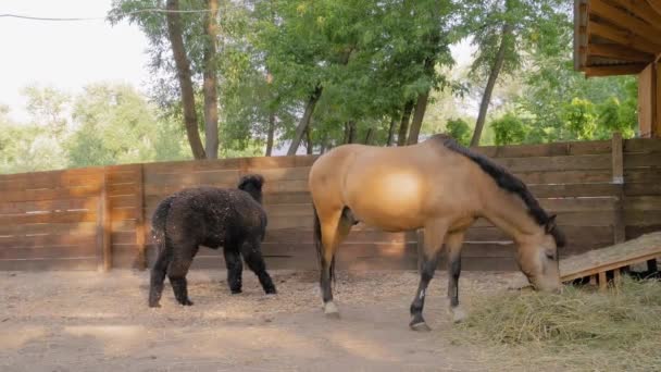 農場で干し草を食べる明るい茶色の馬と黒いアルパカの肖像-スローモーション — ストック動画