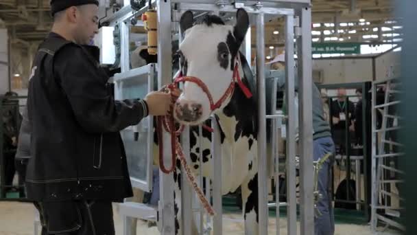 Ouvriers agricoles essayant de calmer peur noir et blanc Holstein vache — Video