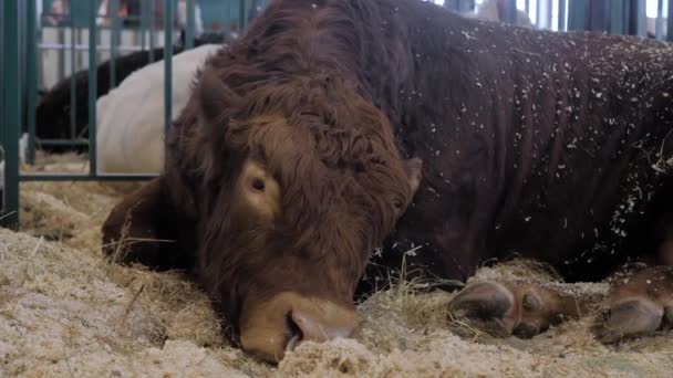 Μεγάλο καφέ ταύρος αναπαύεται σε έκθεση γεωργικών ζώων — Αρχείο Βίντεο