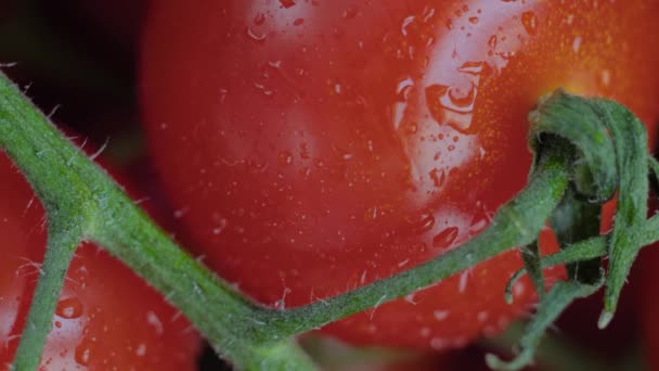 Top view: red cherry tomatoes on green branch rotating - macro, close up — Stock Video