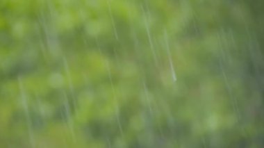 Yavaş çekim - yaz yağmuru damlaları bulanık yeşil zemine düşüyor