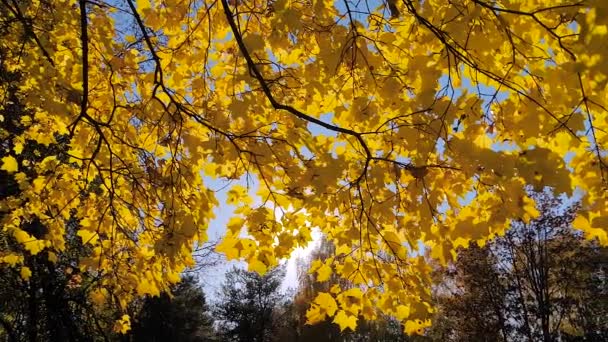 Langzame beweging: felle zon schijnt door herfstgele bladeren - zonnevlam — Stockvideo
