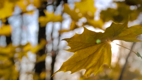 Heldere zon schijnt door de herfst geel esdoorn blad - zonnebril flare: close-up — Stockvideo