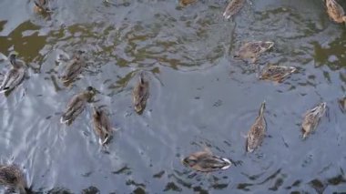 Aç yaban ördekleri gölde yüzüyor ve ekmek parçaları yiyorlar. Yavaş çekim.