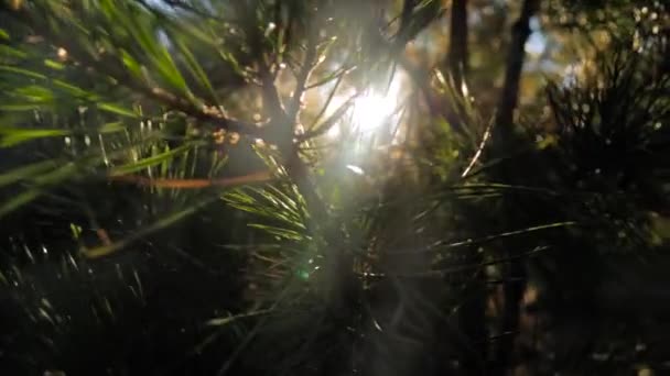 Sole lucente che brilla attraverso rami di albero di conifere - bagliore di lente di sole — Video Stock
