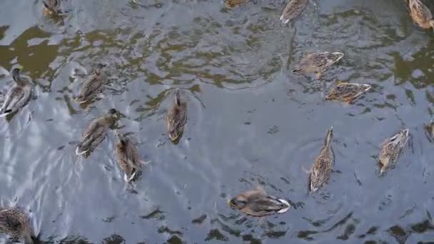 Голодні качки плавають у ставку і їдять шматочки хліба повільний рух — стокове відео