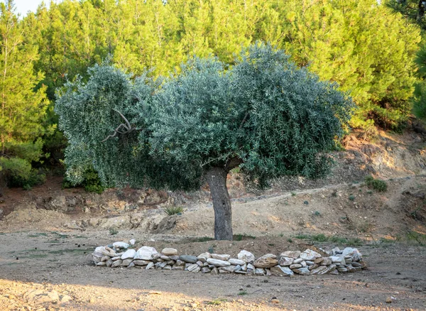 Olivträd Thasos Grekland — Stockfoto