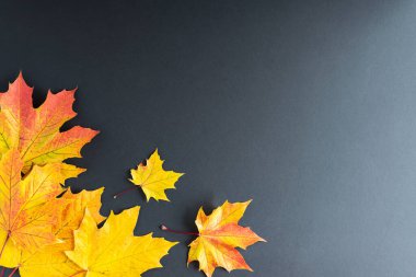 Sonbahar akçaağaç yaprakları koyu bir arkaplanda. Sonbahar dairesi metin için yerleşti. Yatay fotoğraf.