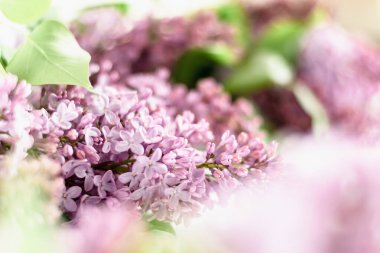 Bulanık odak noktasında leylak çiçekleri. Doğal çiçek arkaplanı. Yatay fotoğraf.