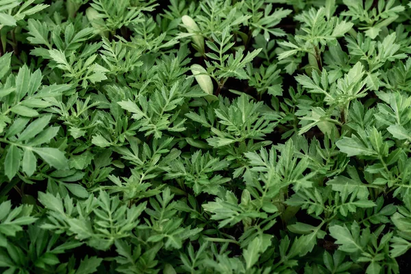 Plántulas Jóvenes Flores Anuales Caléndula Para Camas Jardín Cultivando Flores —  Fotos de Stock