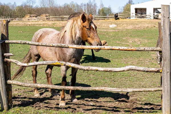 Hester Beite Bak Gjerdet Stekte Hester Gammel Stall Horisontalt Bilde – stockfoto