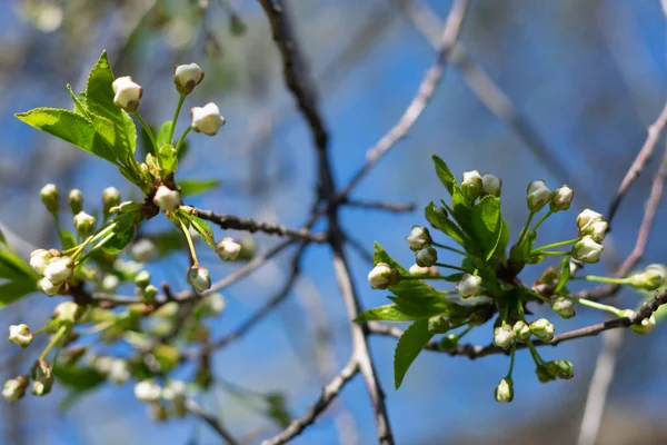 Весняні Квітучі Сади Вишневе Дерево Квітковими Бруньками Тлі Блакитного Неба — стокове фото