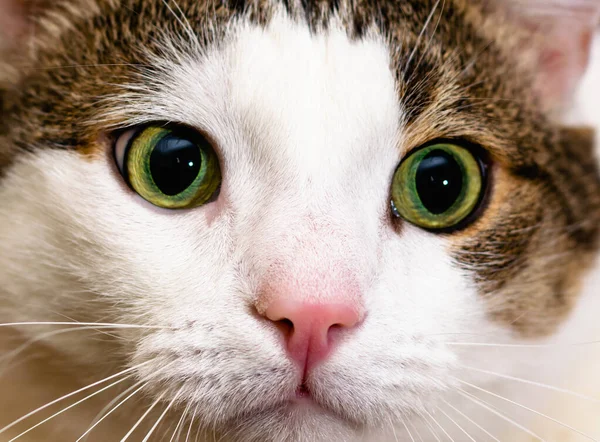 Közelkép Egy Fehér Csíkos Macska Pofájáról Élénk Zöld Szemekkel Vízszintes — Stock Fotó
