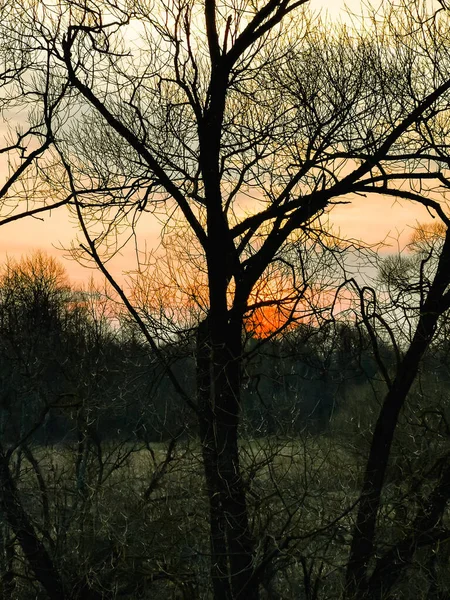 Красное Солнце Заходит Ранней Весной Темный Силуэт Короны Ветвей Деревьев — стоковое фото