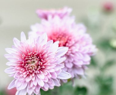 Kasımpatı - narin leylak çiçekleri. Kasımpatıların doğal çiçek arkaplanı. Yatay fotoğraf.