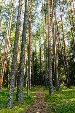 Çam ormanının içinden geçen orman yolu. Kozalaklı ormanda yol. Dikey fotoğraf.