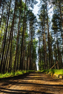 Kozalaklı ormanda yol. Çam ormanının içinden geçen orman yolu. Dikey fotoğraf.