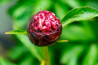 Peeonia açılmamış kırmızı şakayık tomurcuğudur. Mayıs 'ta açan daimi otçul çalılar. Yatay fotoğraf.