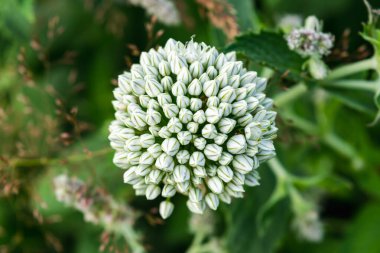 Allium çiçek oku. Doğal arka plan. Yatay fotoğraf.