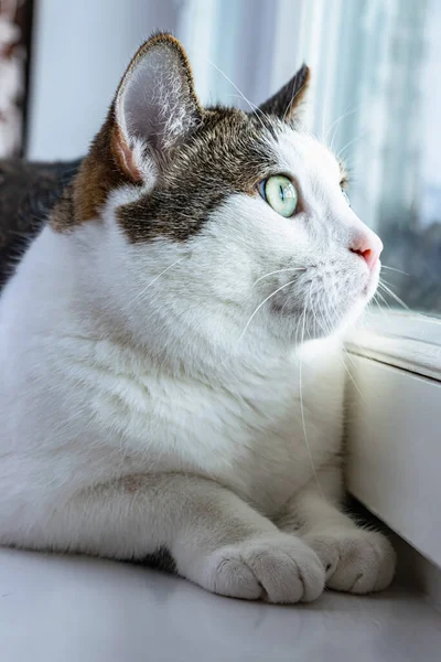 Молодая Белая Полосатая Кошка Лежит Подоконнике Внимательно Смотрит Окно Вертикальное — стоковое фото