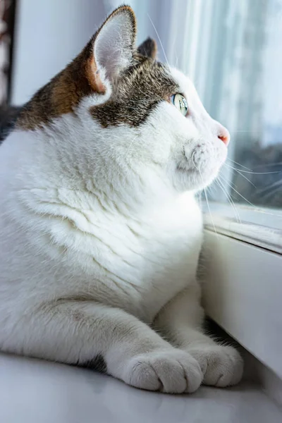 Белая Полосатая Кошка Лежит Подоконнике Внимательно Печально Смотрит Окно Вертикальное — стоковое фото