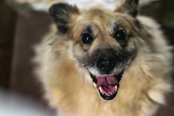 Hayvan Barınağındaki Yaşlı Kör Köpek Dilini Uzatarak Gülümsüyor Yatay Fotoğraf — Stok fotoğraf