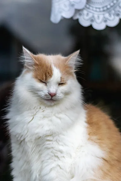 Белый Красный Пушистый Кот Заснул Внимательно Сидя Подоконнике Окном Вертикальное — стоковое фото