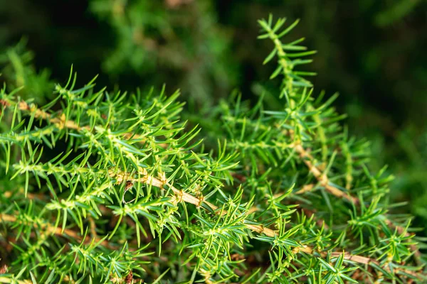 Větve Věčně Zeleného Jalovce Junipera Jehličnatý Keř Pro Návrh Krajiny — Stock fotografie