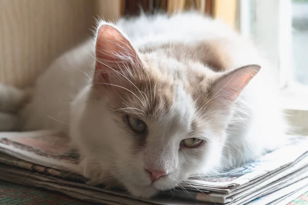 Длинношерстная Рыжая Кошка Больными Глазами Лежит Газетах Подоконнике Горизонтальное Фото — стоковое фото